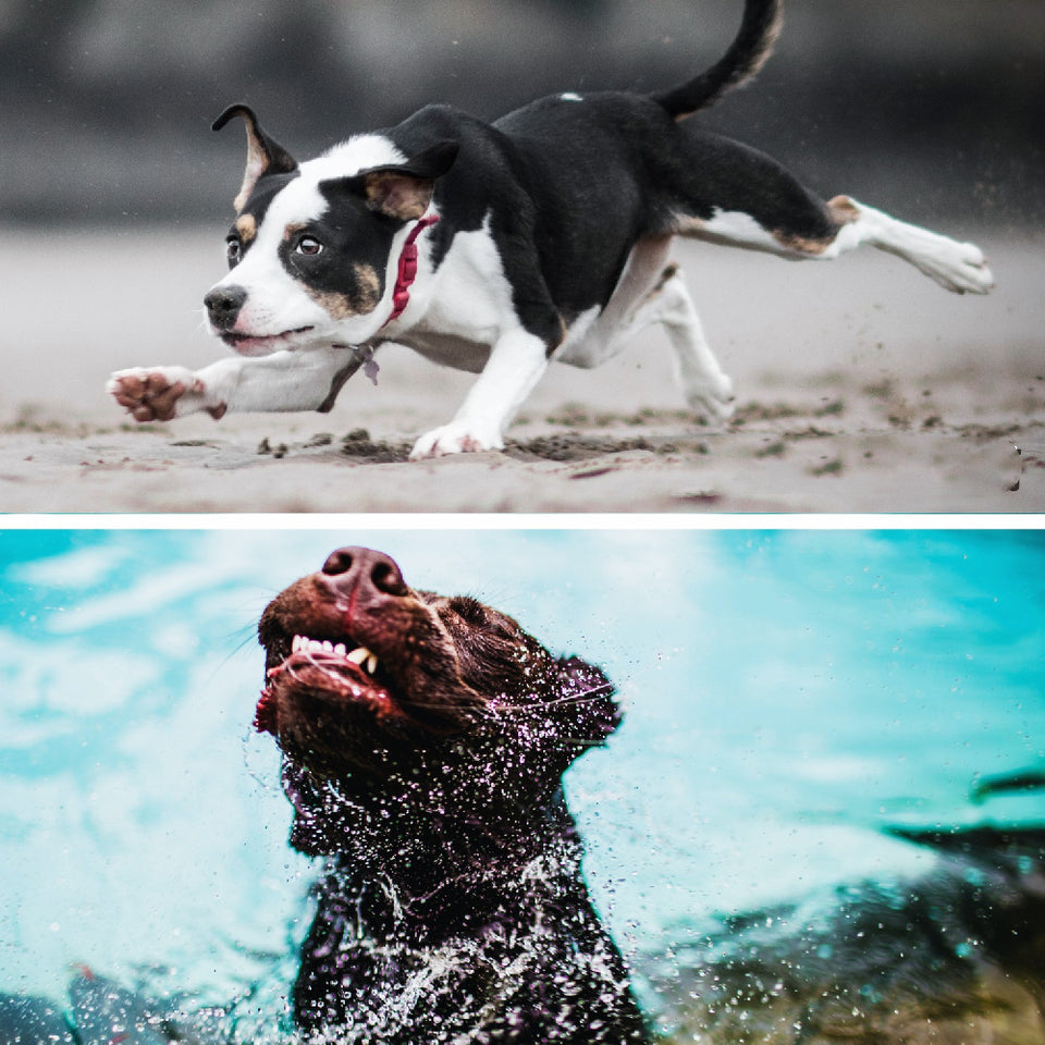 Dual Function Remote Dog Trainer | Safe & Effective Pet Training