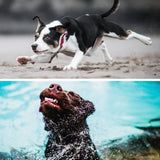 Dual Function Remote Dog Trainer | Safe & Effective Pet Training