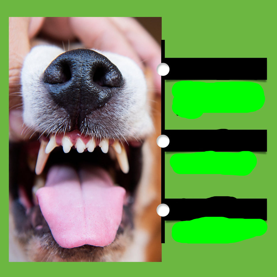 Dog Teeth Cleaning Powder | Fresh Breath & Oral Health for Pets